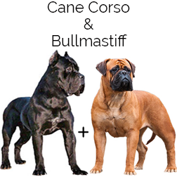 Cane Corso Bullmastiff Mix Dog